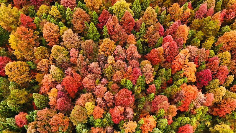 Vibrant_Colors_Sweep_Through_Guizhou_Forest_poster - Khabar Asia Vibrant_Colors_Sweep_Through_Guizhou_Forest video poster
