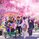 Vibrant Plum Blossoms Draw Crowds in East China's Huzhou