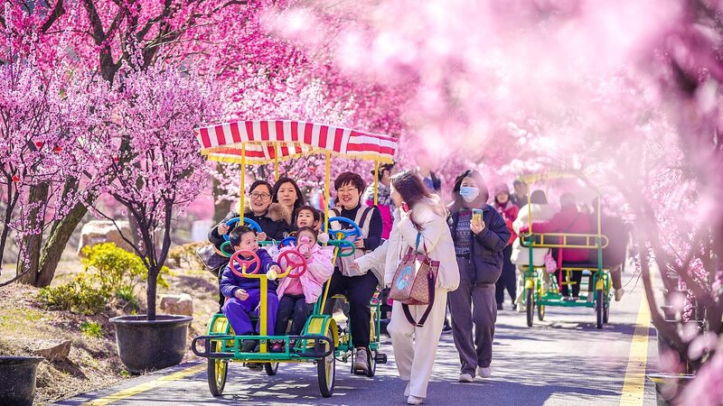 Vibrant_Plum_Blossoms_Draw_Crowds_in_East_Chinas_Huzhou - Khabar Asia Vibrant Plum Blossoms Draw Crowds in East China's Huzhou