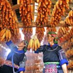 Vietnam's Mu Cang Chai Celebrates Bountiful Corn Harvest