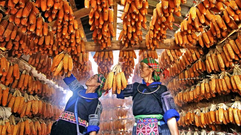 Vietnams_Mu_Cang_Chai_Celebrates_Bountiful_Corn_Harvest - Khabar Asia Vietnam's Mu Cang Chai Celebrates Bountiful Corn Harvest
