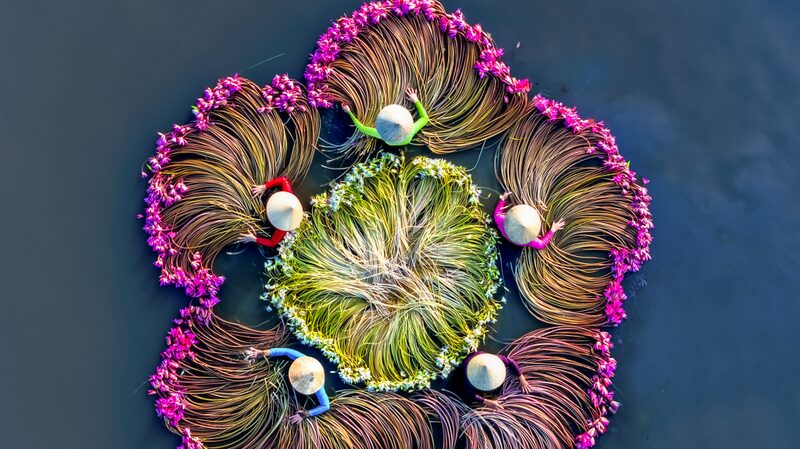 Vietnams_Water_Lily_Harvest_A_Romantic_Spectacle_on_the_Mekong_River - Khabar Asia Vietnam's Water Lily Harvest: A Romantic Spectacle on the Mekong River