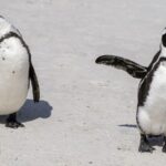 WWF_Report__Africa_s_Wildlife_Population_Plummets_by_76__Since_1970