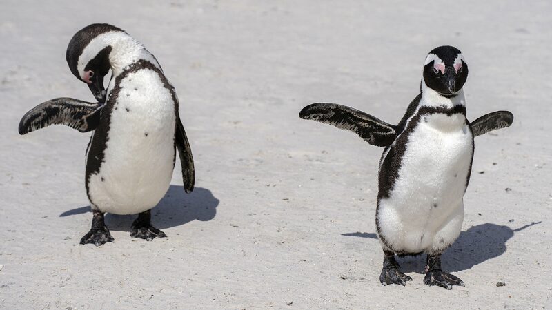 WWF_Report__Africa_s_Wildlife_Population_Plummets_by_76__Since_1970