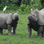 WWF_Report__Global_Wildlife_Populations_Decline_by_73__Since_1970