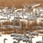 Wanghu_Wetland_Transforms_Rice_Fields_into_Bird_Haven_in_Central_China video poster