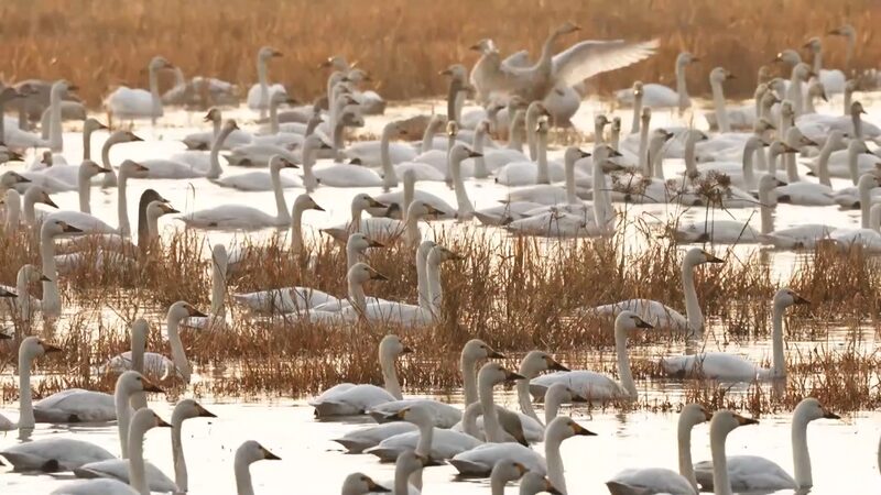 Wanghu_Wetland_Transforms_Rice_Fields_into_Bird_Haven_in_Central_China_poster - Khabar Asia Wanghu_Wetland_Transforms_Rice_Fields_into_Bird_Haven_in_Central_China video poster