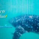 Warm Sunshine Nurtures Ocean 'Rainforest' in Hainan's Waters video poster