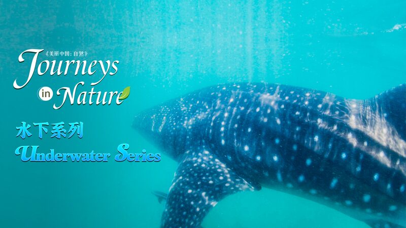 Warm_Sunshine_Nurtures_Ocean_Rainforest_in_Hainans_Waters_poster - Khabar Asia Warm Sunshine Nurtures Ocean 'Rainforest' in Hainan's Waters video poster