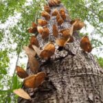Warm Weather Sparks Early Butterfly Boom in Southwest China's Yunnan Province video poster