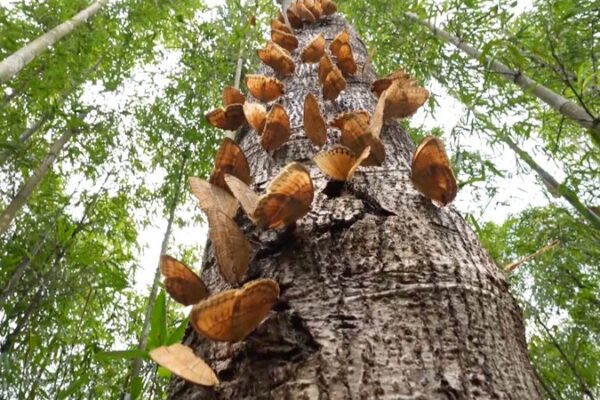 Warm Weather Sparks Early Butterfly Boom in Southwest China’s Yunnan Province Warm Weather Sparks Early Butterfly Boom in Southwest China's Yunnan Province video poster
