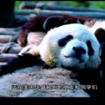 Washington State and Sichuan Province Celebrate 40 Years of Friendship Online video poster