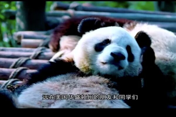 Washington State and Sichuan Province Celebrate 40 Years of Friendship Online Washington State and Sichuan Province Celebrate 40 Years of Friendship Online video poster
