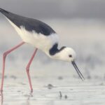 Waterbird_Numbers_in_Eastern_Australia_Plummet_50__Amid_Dry_Conditions