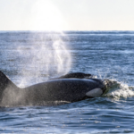 Whale Menopause Offers Clues to Human Evolutionary Mystery