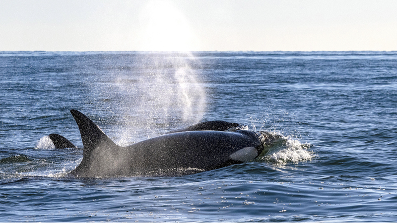 Whale_Menopause_Offers_Clues_to_Human_Evolutionary_Mystery - Khabar Asia Whale Menopause Offers Clues to Human Evolutionary Mystery