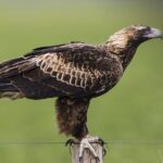 When Wind Farms Meet Birds: Seeking Harmony Between Renewable Energy and Wildlife