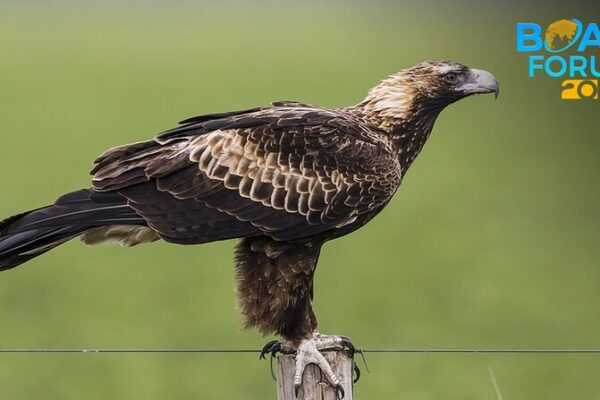 When Wind Farms Meet Birds: Seeking Harmony Between Renewable Energy and Wildlife When Wind Farms Meet Birds: Seeking Harmony Between Renewable Energy and Wildlife