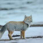 White-Headed Foxes Aid Herders in Snowy Western Sichuan video poster