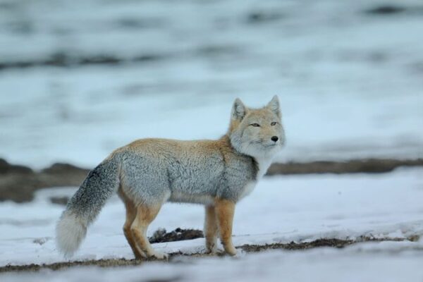 White-Headed Foxes Aid Herders in Snowy Western Sichuan White-Headed Foxes Aid Herders in Snowy Western Sichuan video poster