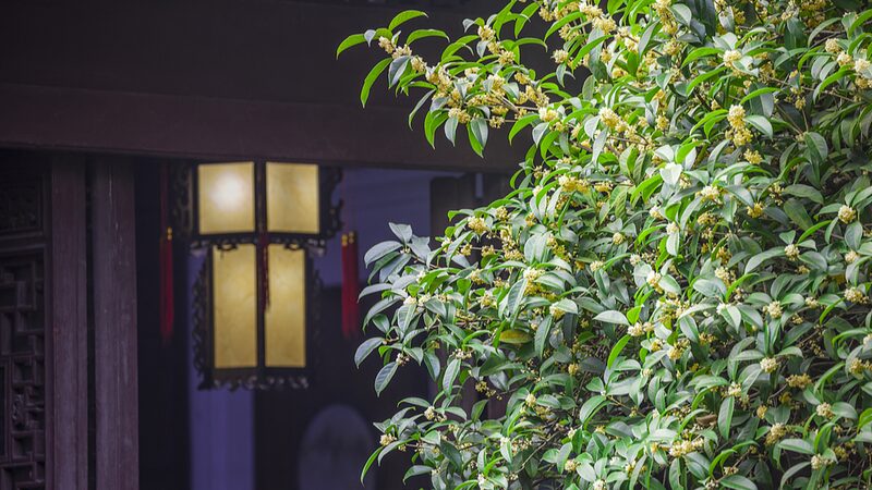 White_Dew__Embracing_Autumn_s_Arrival_with_Mellow_Tea_and_Morning_Dew - Khabar Asia White_Dew__Embracing_Autumn_s_Arrival_with_Mellow_Tea_and_Morning_Dew