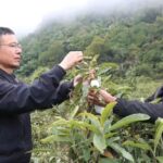White Loquats Bring Prosperity to Xizang's Metok County