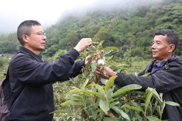 White Loquats Bring Prosperity to Xizang’s Metok County White Loquats Bring Prosperity to Xizang's Metok County