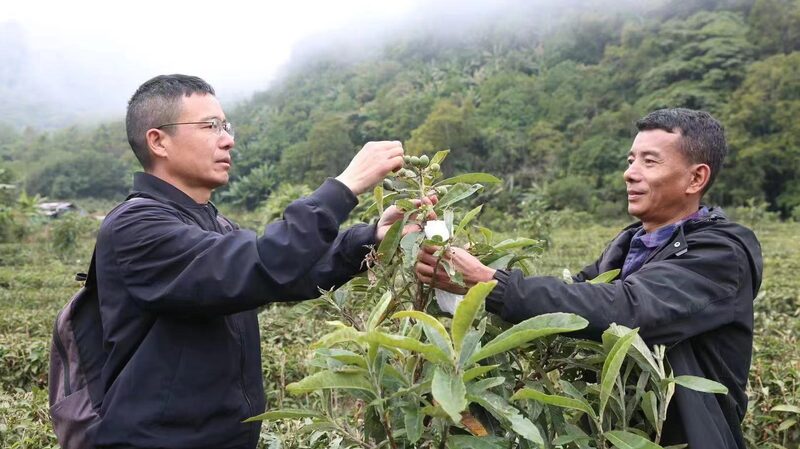 White Loquats Bring Prosperity to Xizang's Metok County
