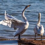 Whooper Swans Transform Shengtian Lake in China into a Winter "Swan Lake" video poster