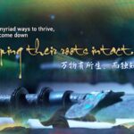 Why Preserving Cultural Heritage Matters So Much to China video poster