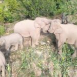 Wild Asian Elephants Gather for a Grand Feast in Southwest China video poster
