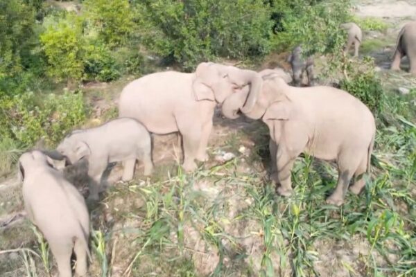 Wild Asian Elephants Gather for a Grand Feast in Southwest China Wild Asian Elephants Gather for a Grand Feast in Southwest China video poster