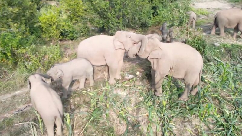 Wild_Asian_Elephants_Gather_for_a_Grand_Feast_in_Southwest_China_poster - Khabar Asia Wild Asian Elephants Gather for a Grand Feast in Southwest China video poster