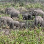 Wild Asian Elephants Spotted Feeding and Swimming in Southwest China's Yunnan Province video poster