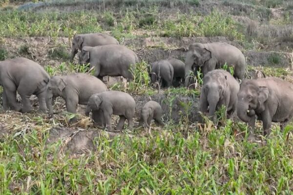 Wild Asian Elephants Spotted Feeding and Swimming in Southwest China’s Yunnan Province Wild Asian Elephants Spotted Feeding and Swimming in Southwest China's Yunnan Province video poster