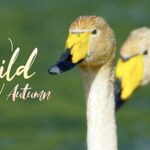 Wild_Autumn__Raising_Cygnets_Among_Wild_Ducks_at_Xinjiang_s_Yaze_Lake video poster