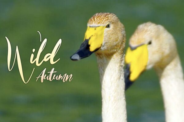 Wild Autumn: Raising Cygnets Among Wild Ducks at Xinjiang’s Yaze Lake Wild_Autumn__Raising_Cygnets_Among_Wild_Ducks_at_Xinjiang_s_Yaze_Lake video poster