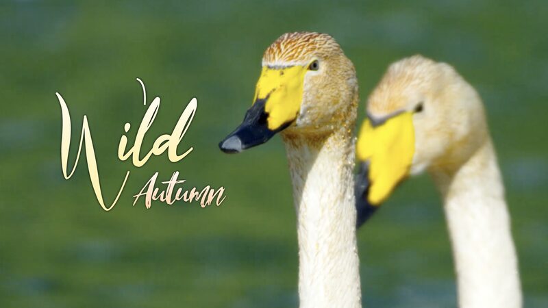 Wild_Autumn__Raising_Cygnets_Among_Wild_Ducks_at_Xinjiang_s_Yaze_Lake video poster