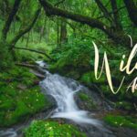 Wild_Autumn__Unveiling_the_Mysterious_Springs_of_Shennongjia_s_Hidden_Valley video poster