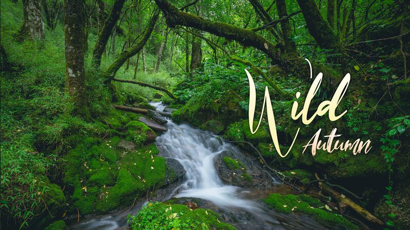 Wild_Autumn__Unveiling_the_Mysterious_Springs_of_Shennongjia_s_Hidden_Valley video poster