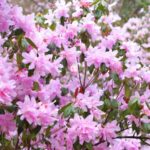 Wild Azaleas Paint Mount Fanjing in Vibrant Colors During Qingming Festival