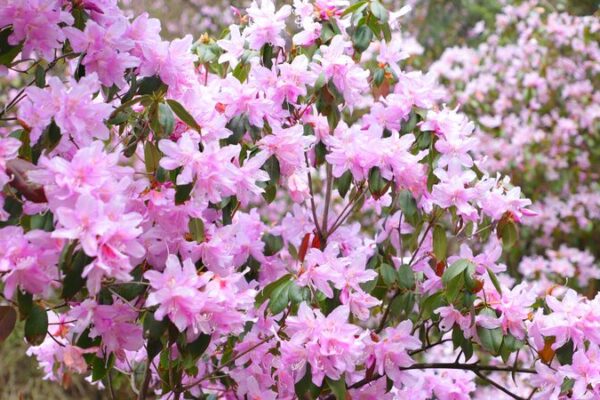 Wild Azaleas Paint Mount Fanjing in Vibrant Colors During Qingming Festival Wild Azaleas Paint Mount Fanjing in Vibrant Colors During Qingming Festival