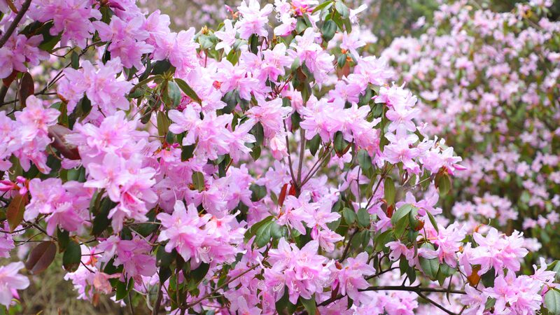 Wild_Azaleas_Paint_Mount_Fanjing_in_Vibrant_Colors_During_Qingming_Festival - Khabar Asia Wild Azaleas Paint Mount Fanjing in Vibrant Colors During Qingming Festival
