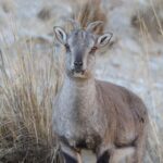 Wild Bharals Thrive in China's Helan Mountains, Population Surpasses 40,000