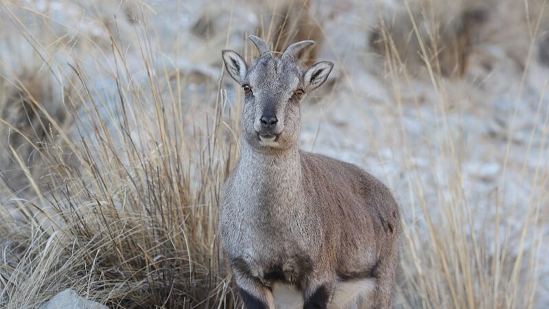Wild_Bharals_Thrive_in_Chinas_Helan_Mountains_Population_Surpasses_40000 - Khabar Asia Wild Bharals Thrive in China's Helan Mountains, Population Surpasses 40,000