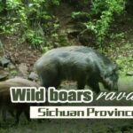 Wild_Boars_Threaten_Crops_in_Sichuans_Tongjiang_County_poster - Khabar Asia Wild Boars Threaten Crops in Sichuan's Tongjiang County video poster