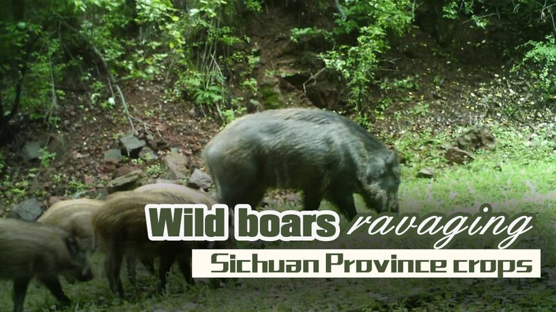 Wild Boars Threaten Crops in Sichuan's Tongjiang County video poster