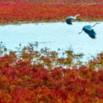 Wild_Elk_Roam_the__Red_Carpet__of_Tiaozini_Wetlands