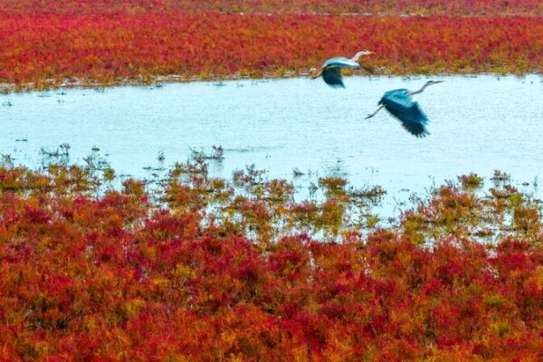 Wild Elk Roam the ‘Red Carpet’ of Tiaozini Wetlands Wild_Elk_Roam_the__Red_Carpet__of_Tiaozini_Wetlands