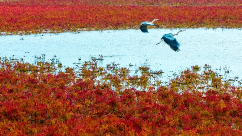 Wild_Elk_Roam_the__Red_Carpet__of_Tiaozini_Wetlands